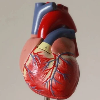 1: 1 Анатомическая Модел на човешкото сърце Медицинска модел сърцето безплатна доставка