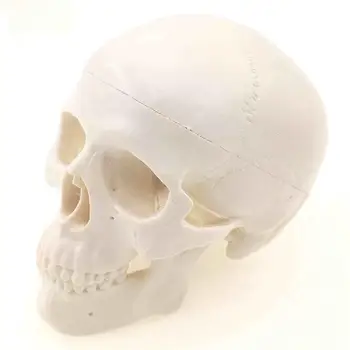 PVC 11x8x11 см Мини Размер Класическият Модел на Човешки Череп с Висока Имитация Анатомическая Гъвкава За Обучение на Медицински художествена живопис